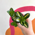Goldfish Plant - Nematanthus gregarius variegata - Welsh Grown - Sprouts of Bristol
