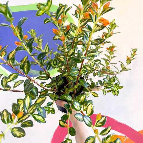 Goldfish Plant - Nematanthus gregarius variegata - Welsh Grown - Sprouts of Bristol