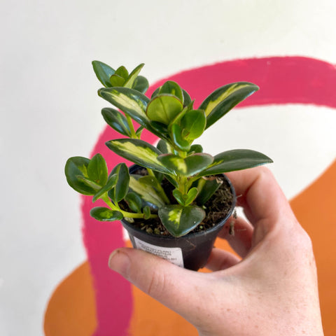 Goldfish Plant - Nematanthus gregarius variegata - Welsh Grown - Sprouts of Bristol