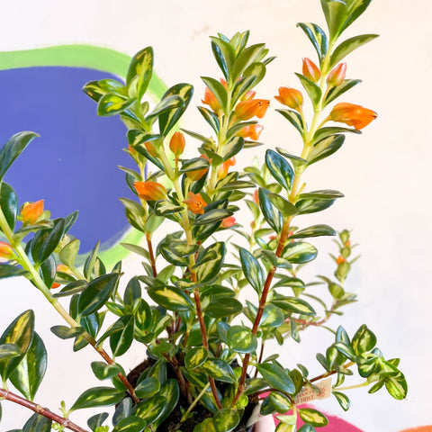 Goldfish Plant - Nematanthus gregarius variegata - Welsh Grown - Sprouts of Bristol