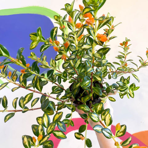 Goldfish Plant - Nematanthus gregarius variegata - Welsh Grown - Sprouts of Bristol