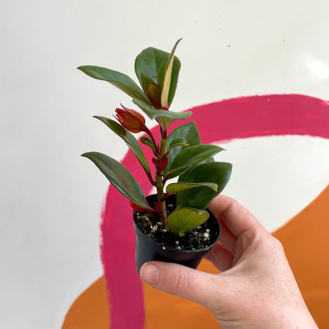 Goldfish Plant - Nematanthus perianthomega x gregarious 'Tropicana' - Welsh Grown - Sprouts of Bristol
