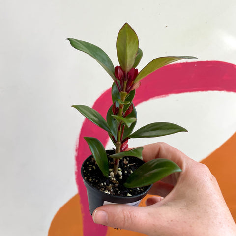 Goldfish Plant - Nematanthus perianthomega x gregarious 'Tropicana' - Welsh Grown - Sprouts of Bristol
