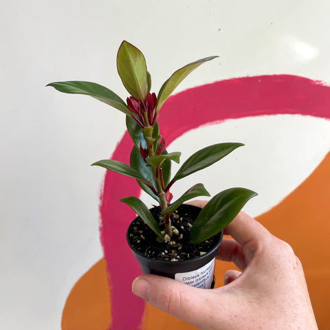 Goldfish Plant - Nematanthus perianthomega x gregarious 'Tropicana' - Welsh Grown - Sprouts of Bristol
