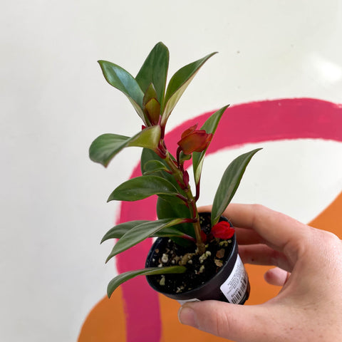 Goldfish Plant - Nematanthus perianthomega x gregarious 'Tropicana' - Welsh Grown - Sprouts of Bristol