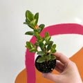 Goldfish Plant - nematanthus radicans - Welsh Grown - Sprouts of Bristol