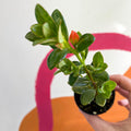 Goldfish Plant - nematanthus radicans - Welsh Grown - Sprouts of Bristol