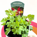 Granny Bonnet - Aquilegia caerulea 'Earlybird Red & White' - British Grown Herbaceous Perennial - Sprouts of Bristol