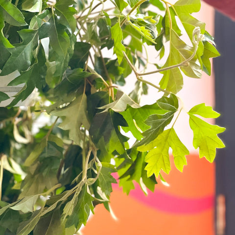 Grape Vine - Cissus rhombifolia 'Ellen Danica' - Sprouts of Bristol