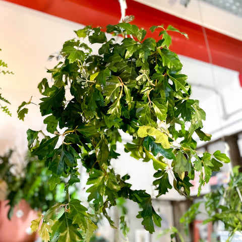 Grape Vine - Cissus rhombifolia 'Ellen Danica' - Sprouts of Bristol