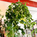 Grape Vine - Cissus rhombifolia 'Ellen Danica' - Sprouts of Bristol
