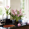 Green Basics Orchid Nursery Saucer - Transparent - Sprouts of Bristol