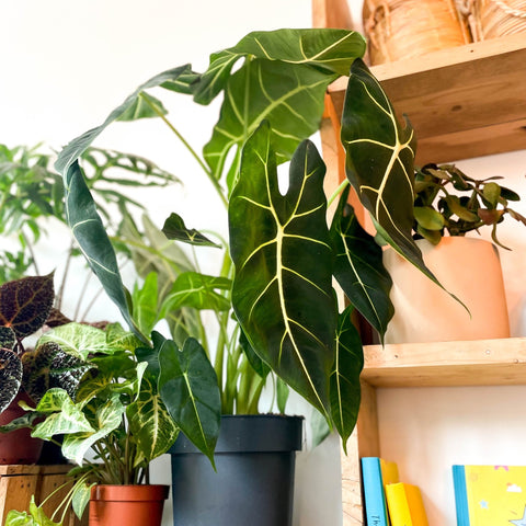 Green Velvet Alocasia - Alocasia micholitziana ‘Frydek’ - Sprouts of Bristol