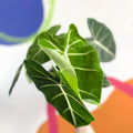 Green Velvet Alocasia - Alocasia micholitziana ‘Frydek’ - Sprouts of Bristol