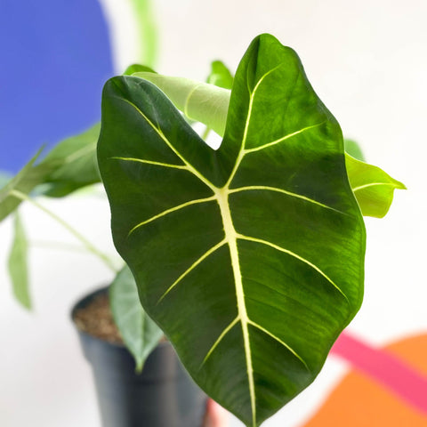 Green Velvet Alocasia - Alocasia micholitziana ‘Frydek’ - Sprouts of Bristol