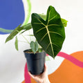 Green Velvet Alocasia - Alocasia micholitziana ‘Frydek’ - Sprouts of Bristol