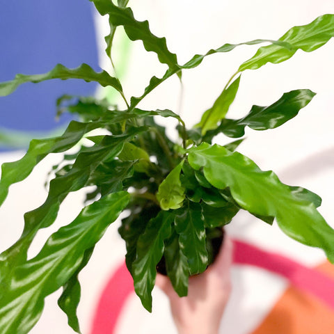 Green Velvet Calathea - Calathea rufibarba - Sprouts of Bristol