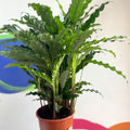 Green Velvet Calathea - Calathea rufibarba - Sprouts of Bristol