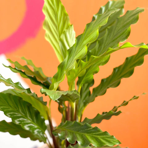 Green Velvet Calathea - Calathea rufibarba - Sprouts of Bristol