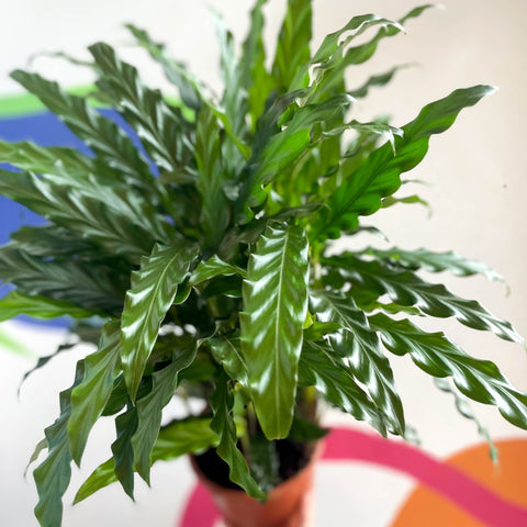 Green Velvet Calathea - Calathea rufibarba - Sprouts of Bristol