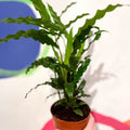 Green Velvet Calathea - Calathea rufibarba - Sprouts of Bristol