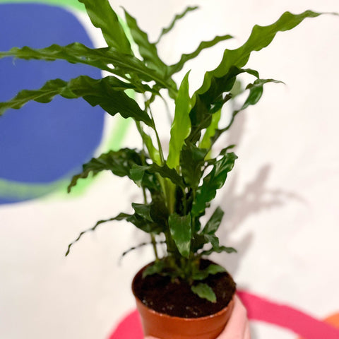 Green Velvet Calathea - Calathea rufibarba - Sprouts of Bristol