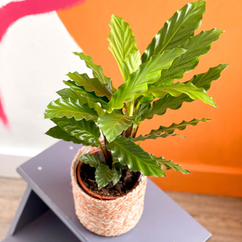 Green Velvet Calathea - Calathea rufibarba - Sprouts of Bristol