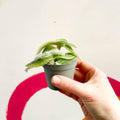 Green Velvet Variegated Inch Plant - Tradescantia sillamontana 'Variegata' - Sprouts of Bristol