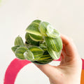 Green Velvet Variegated Inch Plant - Tradescantia sillamontana 'Variegata' - Sprouts of Bristol
