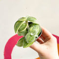 Green Velvet Variegated Inch Plant - Tradescantia sillamontana 'Variegata' - Sprouts of Bristol