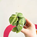 Green Velvet Variegated Inch Plant - Tradescantia sillamontana 'Variegata' - Sprouts of Bristol