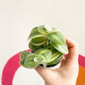 Green Velvet Variegated Inch Plant - Tradescantia sillamontana 'Variegata' - Sprouts of Bristol