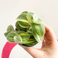 Green Velvet Variegated Inch Plant - Tradescantia sillamontana 'Variegata' - Sprouts of Bristol