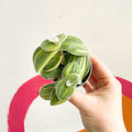 Green Velvet Variegated Inch Plant - Tradescantia sillamontana 'Variegata' - Sprouts of Bristol