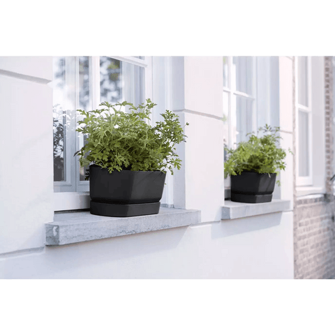 Greenville Trough Long - Sprouts of Bristol