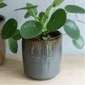 Grey Hillesley Pot - Sprouts of Bristol