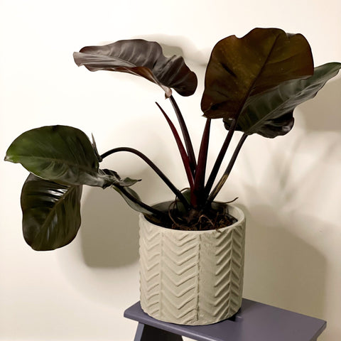 Grey Wave Cement Planter Grey - 22cm - Sprouts of Bristol