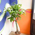 Guiana Chestnut - Pachira aquatica - Sprouts of Bristol