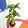 Guiana Chestnut - Pachira aquatica - Sprouts of Bristol