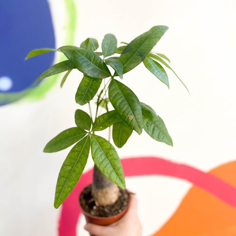 Guiana Chestnut - Pachira aquatica - Sprouts of Bristol