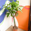 Guiana Chestnut - Pachira aquatica - Sprouts of Bristol