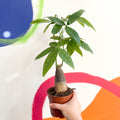 Guiana Chestnut - Pachira aquatica - Sprouts of Bristol