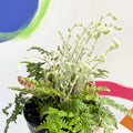 Hairy Lip Fern - Cheilanthes lanosa - British Grown - Hardy Semi Evergreen Fern - Sprouts of Bristol