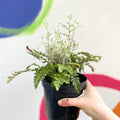 Hairy Lip Fern - Cheilanthes lanosa - British Grown - Hardy Semi Evergreen Fern - Sprouts of Bristol