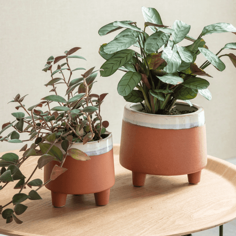Halston Pot - Sprouts of Bristol