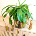 Hanging Tropical Pitcher Plant - Nepenthes alata - Sprouts of Bristol