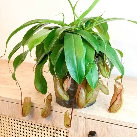 Hanging Tropical Pitcher Plant - Nepenthes alata - Sprouts of Bristol