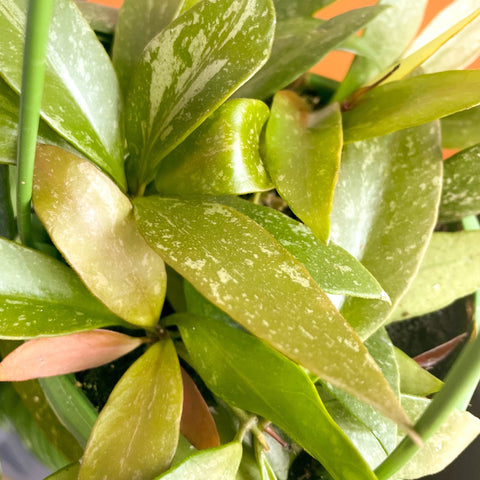 Hanging Wax Plant - Hoya memoria gracilis - Sprouts of Bristol