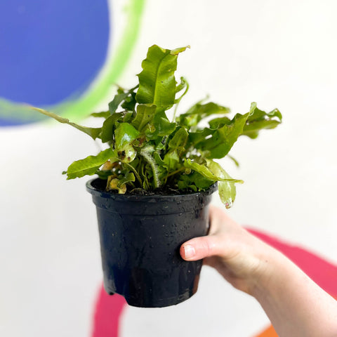 Hart's Tongue Fern - Asplenium scolopendrium - British Grown - Hardy Evergreen Fern - Sprouts of Bristol