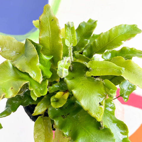 Hart's Tongue Fern - Asplenium scolopendrium - British Grown - Hardy Evergreen Fern - Sprouts of Bristol